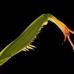 Esempio di zampe raptatorie nella Mantide Religiosa
