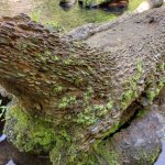 I vecchi ceppi di legno su cui venivano inchiodate le monete, simbolo di buon augurio 