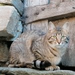 Tigro, gatto randagio  - Foto di Serena Fornò