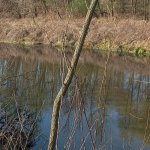 Il Cervo, un torrente del Piemonte e principale tributario del fiume Sesia.