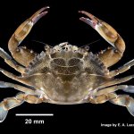 Granchio blu (Callinectes sapidus)