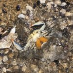 Femmina di granchio blu con sacche ovigere foto di Solanauy