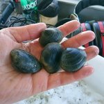 Vongola delle Filippine (Ruditapes philippinarum) foto di optimusprimebot