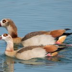 Oca egiziana  - Wikimedia - Joachimkohler-hb