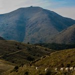 I bovini piemontesi in transumanza nelle Aree Protette dell’Appennino Piemontese - Foto di Daniela Lenti