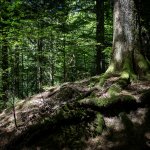 Bosco nel Parco Nazionale delle Foreste Casentinesi, Monte Falterona e Campigna