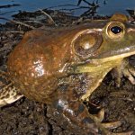 Rana toro, maschio adulto, Lithobates catesbeianus, Prov. di Modena - Foto M. De Nicola
