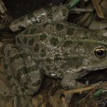 Una rana verde dei Balcani, Pelophylax cf. kurtmuelleri, in espansione in molte aree dell’Italia settentrionale - Foto di F. Andreone