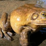 Una rana toro, Lithobates catesbeianus, grosso ranide nord-Americano, oggi diffuso in diverse aree italiane. L’esemplare fotografato proviene dall’Emilia Romagna - Foto di L. Sala
