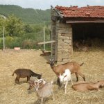 Allevamento di capre