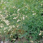 Silene vulgaris .- Foto G. Pallavicini p.g.c. Parco Alpi Marittime