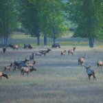 Animali allo stato brado (Foto G. Meyers)