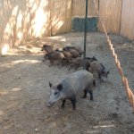 Cinghiali catturati (foto Ente parco)