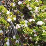 Cespuglio di camariña