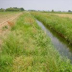Esempio di fasce tampone erbacee (foto di Ernesto Tabacco)