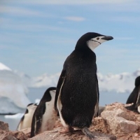 Biodiversit&agrave; in Antartide, l'Italia studia due specie ittiche