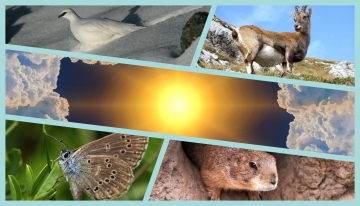 Nelle immagini, in senso orario: pernice bianca (foto D. Alpe), giovane stambecco, marmotta nella tana, Maculinea alcon (Foto: Ilia Ustyantsev CCBy) 