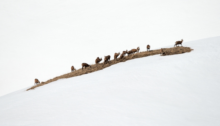 Camosci su terreno irregolarmente innevato - Foto F. Panuello 