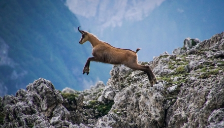 Camoscio sulle Alpi  | Foto Pixabay