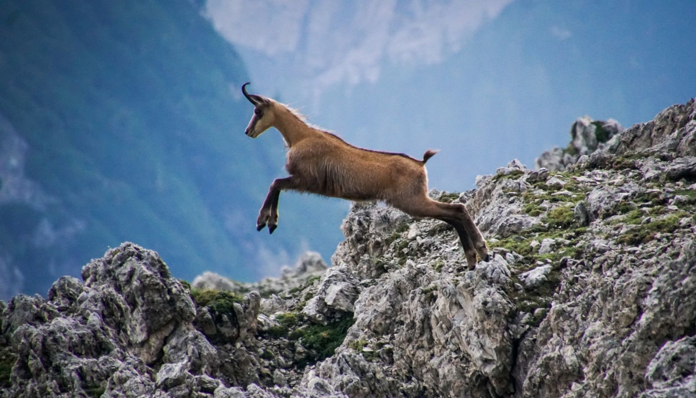 Camoscio sulle Alpi  | Foto Pixabay