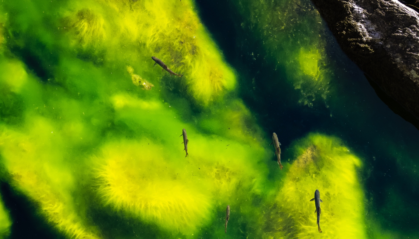 'Green' di Roberto Roscetti  | I salmerini alpini immortalati nel Parco Gran Paradiso sono stati premiati nel contest fotografico 'Il tempo della Natura' del MRSN