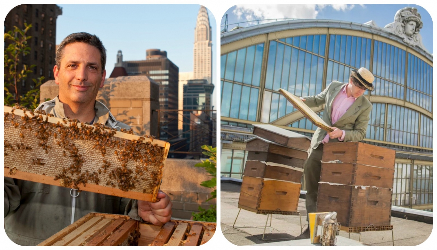 Apicoltura urbana nel mondo 