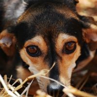 I cani sempre pi&ugrave; vittime delle esche avvelenate Pixabay.com