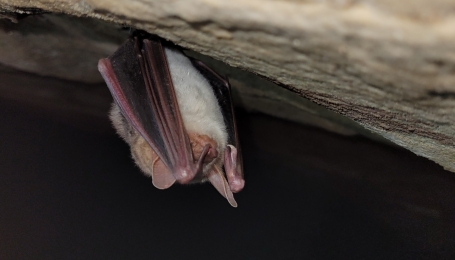 Esemplare di Myotis a Rio Martino - Foto A.Costabel 