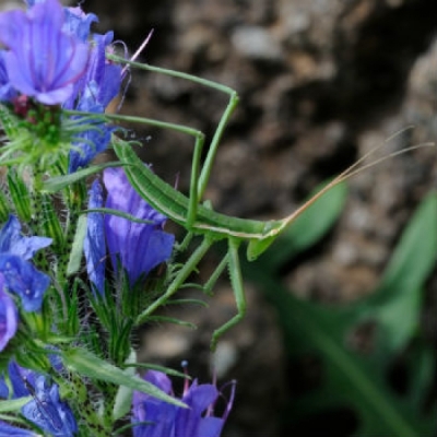 Capanne di Marcarolo diventa Zona Speciale di Conservazione