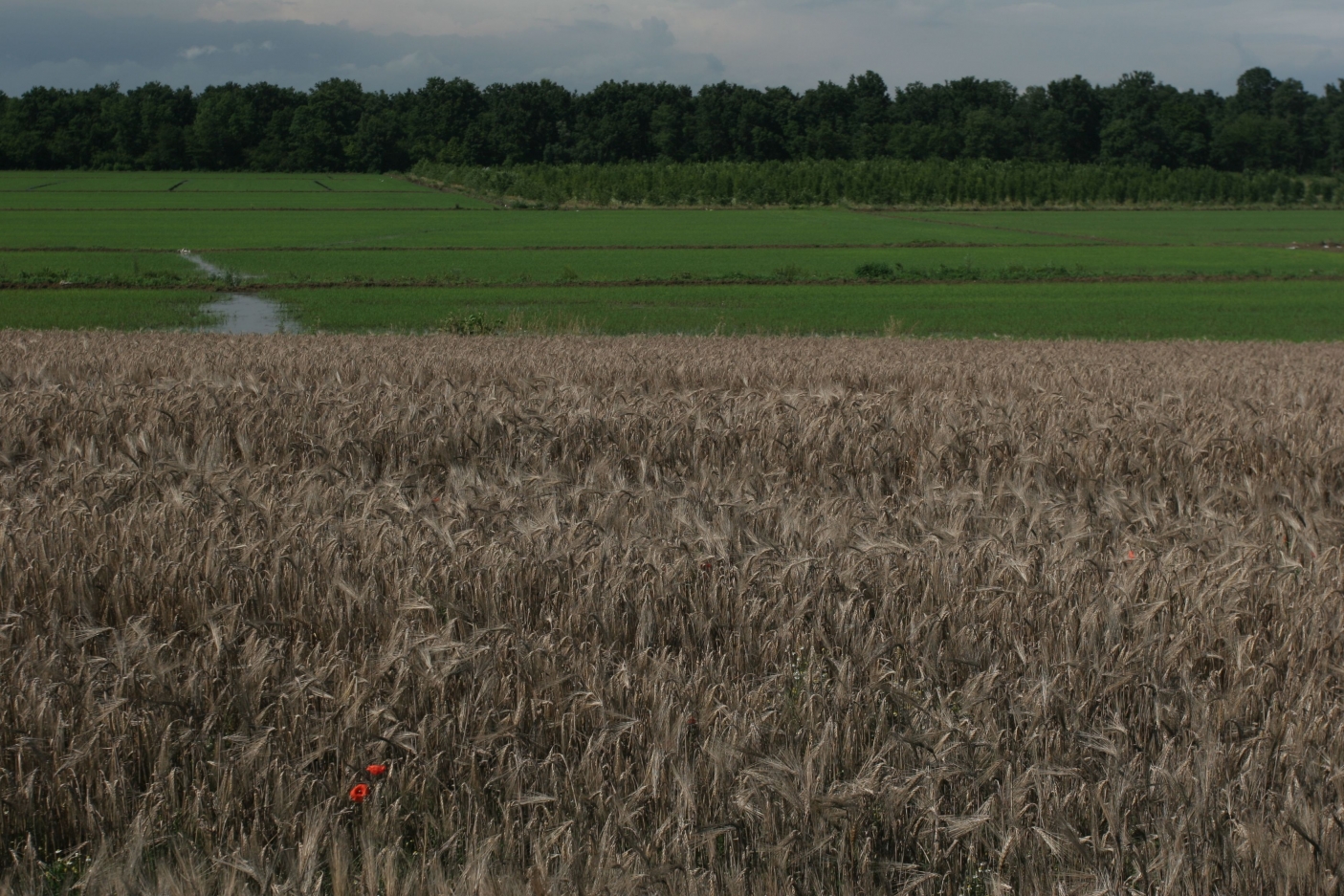 Campo di frumento, risaie e sullo sfondo il Bosco della Partecipanza - Foto Bdi Regione Pemonte 