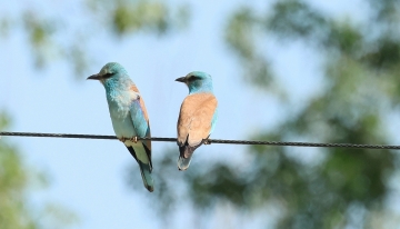 Un&rsquo;autostrada verde per la biodiversit&agrave;