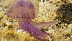 &copy; Hans Hillewaert, CC BY-SA 4.0, https://commons.wikimedia.org/