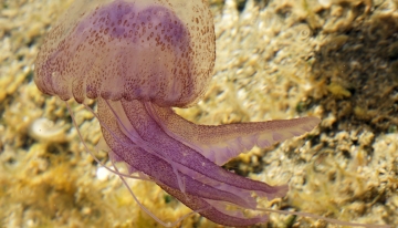 &copy; Hans Hillewaert, CC BY-SA 4.0, https://commons.wikimedia.org/ 