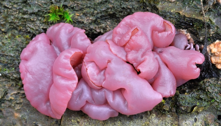 Ascocoryne sarcoides  