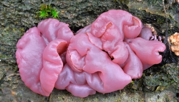 Funghi, biodiversit&agrave; e citizen science, il BioBlitz al Parco Paleontologico