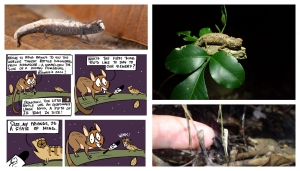 Nella foto, in senso orario: B.Minima from NosyBe, coppia di B. nana from DrMark e D_Scherz, B. Minima Tubercolata from MarkScherz. Il fumetto &egrave; tratto da greenhumor.com