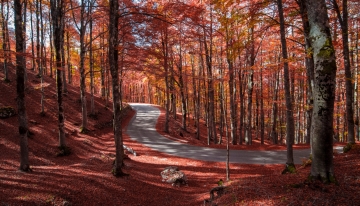 Foliage nei boschi del Parco Nazionale d'Abruzzo, Lazio e Molise - Foto  - Foto stradadeiparchi.it