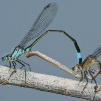 L'amore in tandem delle libellule