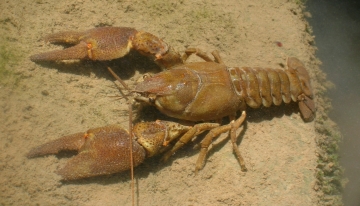 esemplare di Astropotamobius pallipes - Foto T. Bo