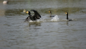 Cormorani in un'azione di caccia - Foto Pixabay