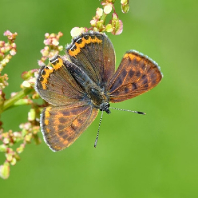 Lycaena Helle Wikimedia