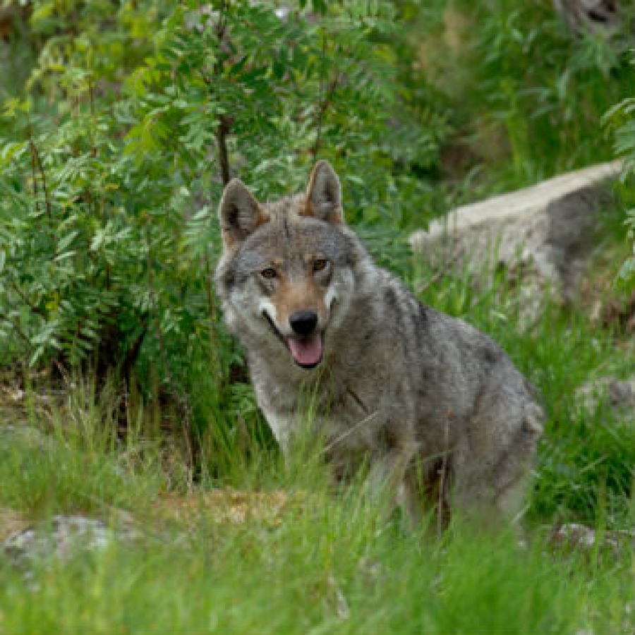 Secondo me... il lupo