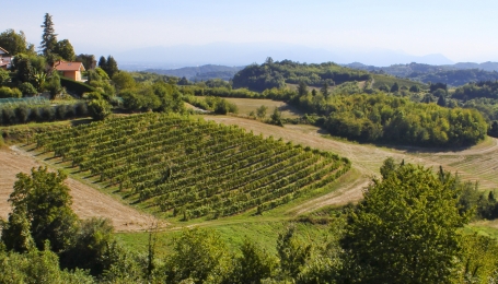 Vigneto nella zona di Cinzano - Foto M. Tiso 
