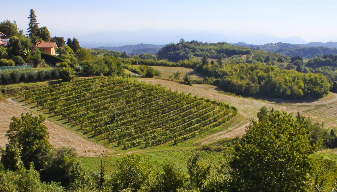 Vigneto nella zona di Cinzano - Foto M. Tiso 