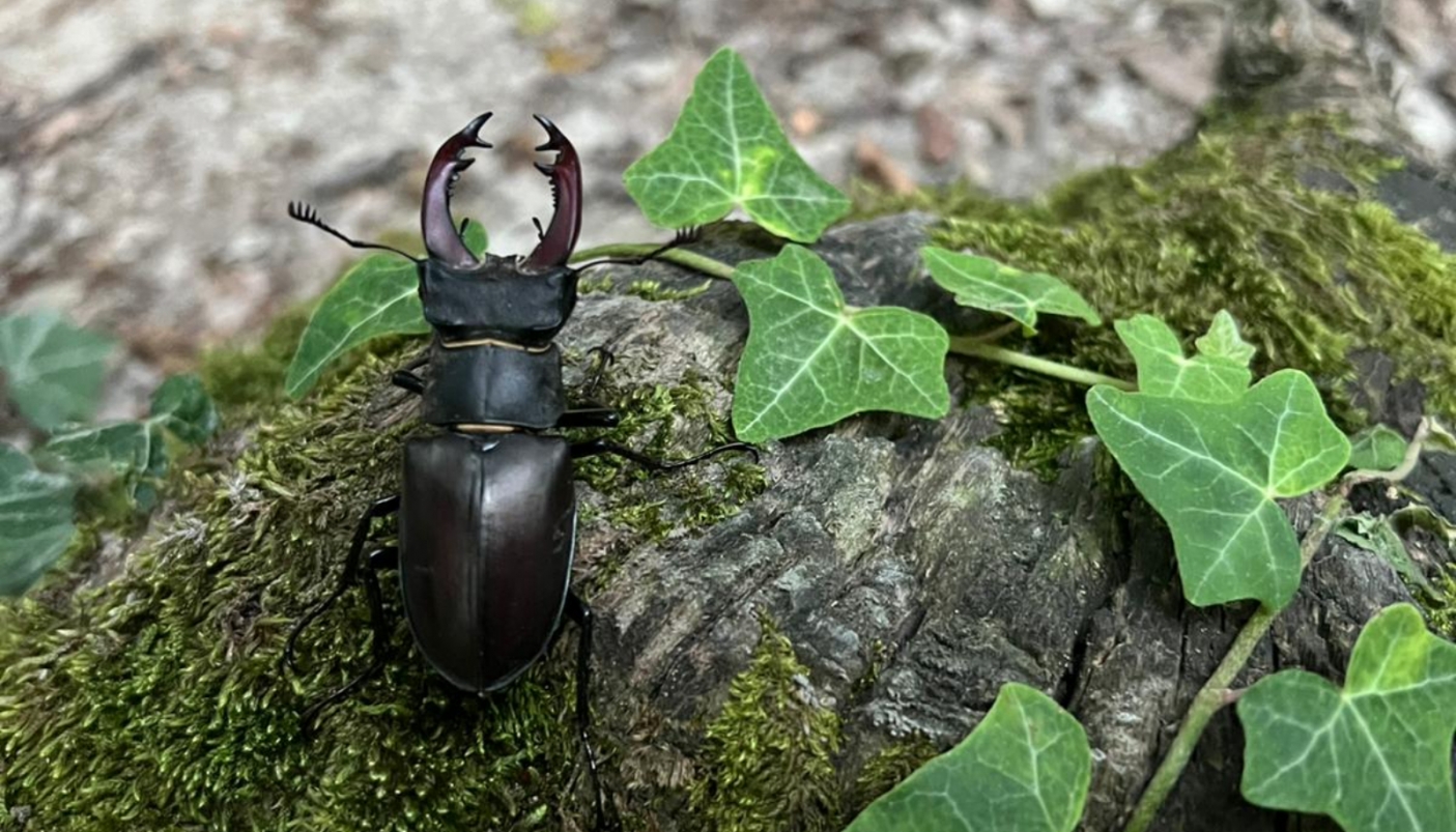 Foto arch. Ente di gestione delle Aree protette del Po piemontese 