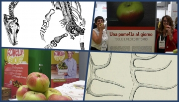 Nell'immagine, alcune esposizioni della cultiva antica di pomella genovese, disegno di Plesiosauro e palchi di Alces latifrons 