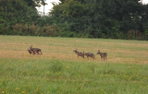 I cuccioli di lupo nei pressi della tana a Novi Ligure 