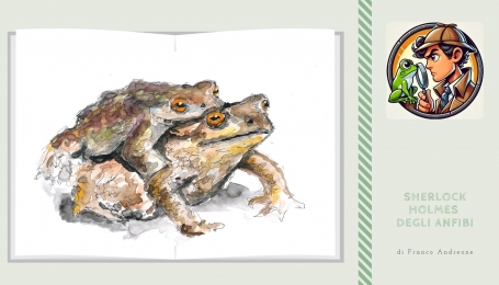 Rospo comune, Bufo bufo, in accoppiamento. | Disegno F. Andreone (acquerelli Kuretake, Tratto Pen e pennarelli Uniposca)