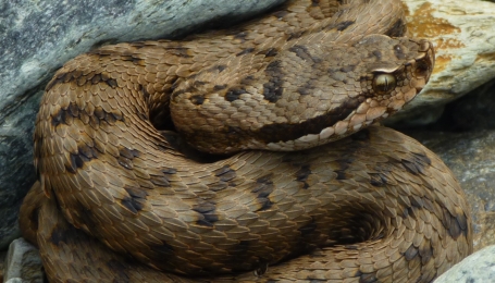 Vipera aspis - Foto S. Bovero 