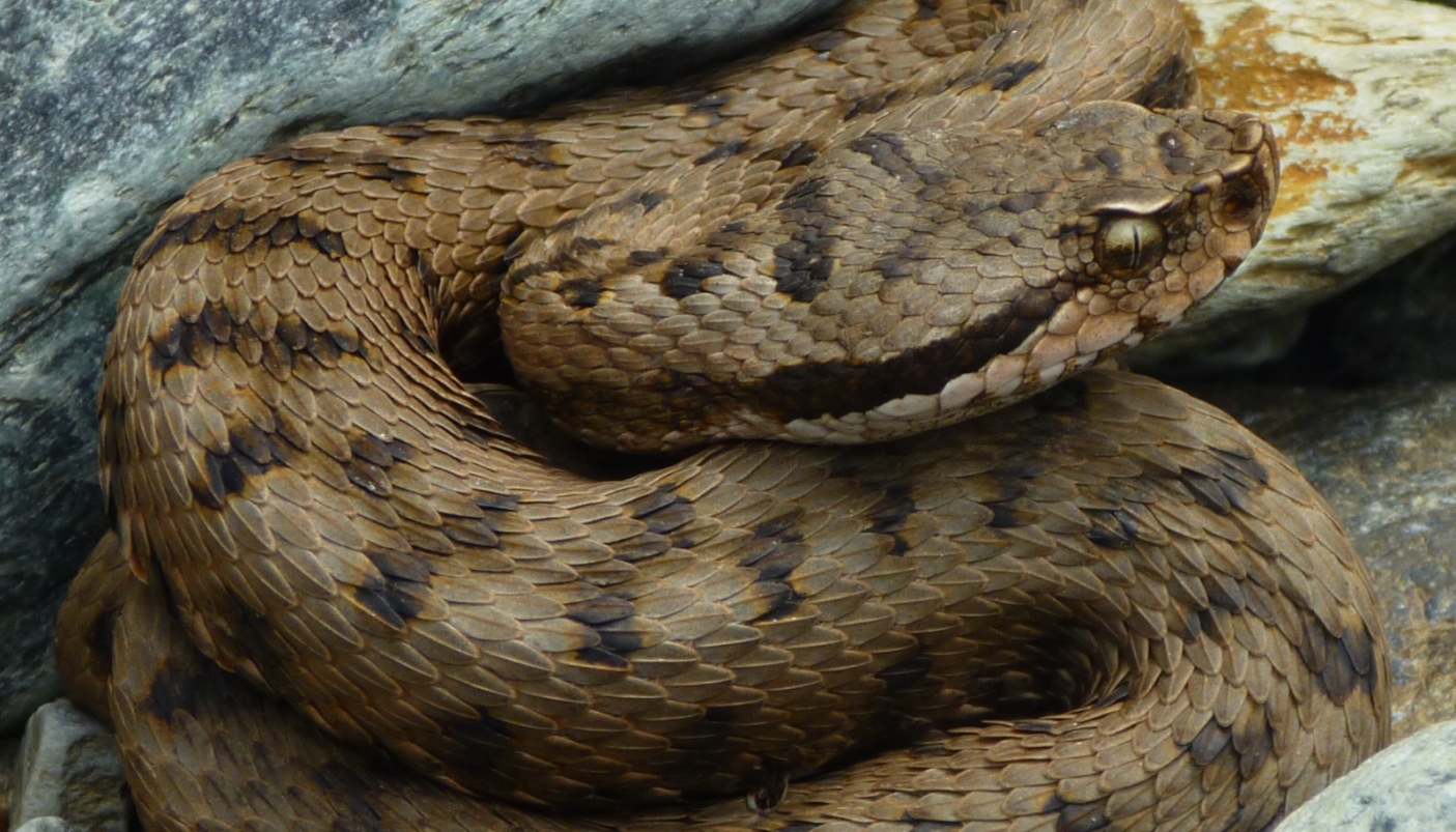 Vipera aspis - Foto S. Bovero 